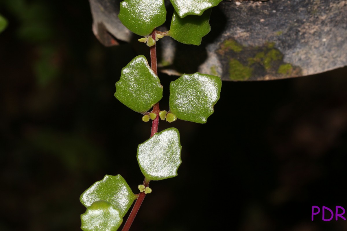 Coleus prostratus (Gürke) A.J.Paton